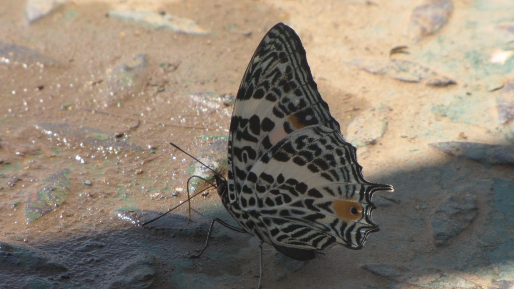 Foto: Mariposa - Leticia (Amazonas), Colombia