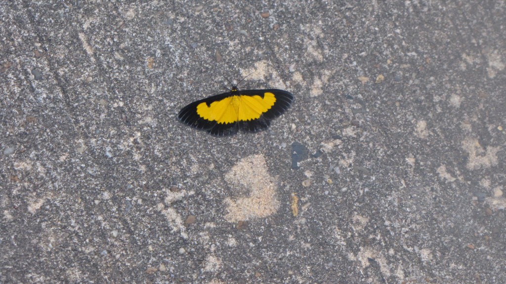 Foto de Leticia (Amazonas), Colombia