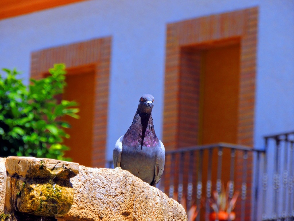 Foto de Niebla (Huelva), España