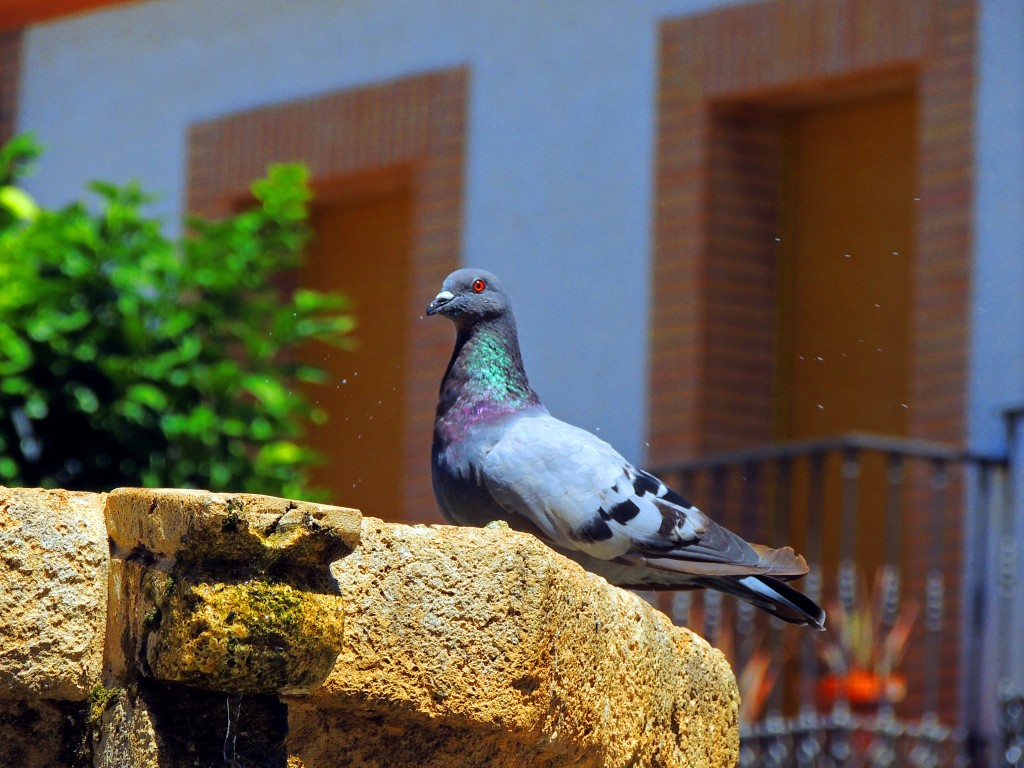 Foto de Niebla (Huelva), España