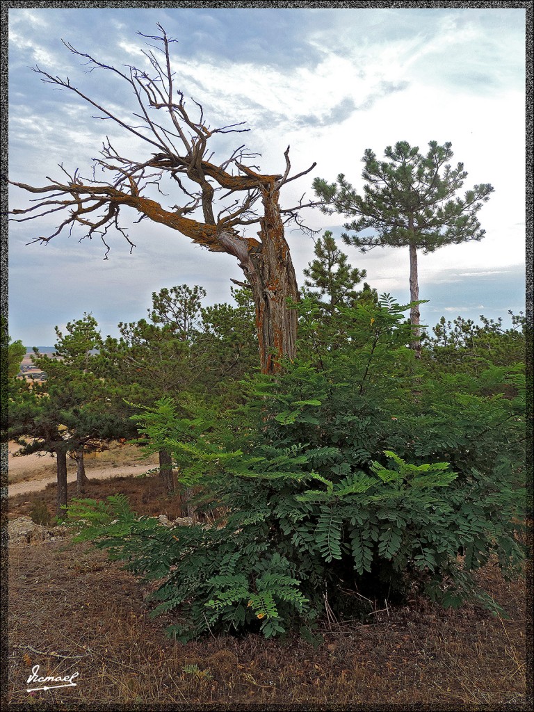 Foto: 140830-29 TORREHERMOSA - Torrehermosa (Zaragoza), España