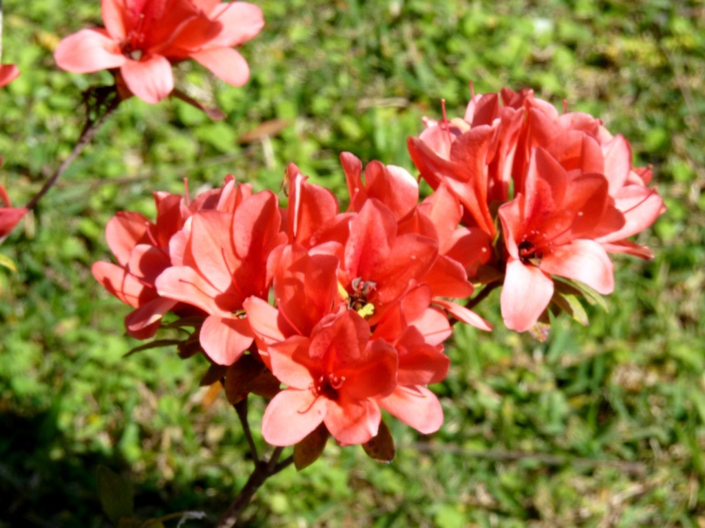 Foto de La Paz (Entre Ríos), Argentina