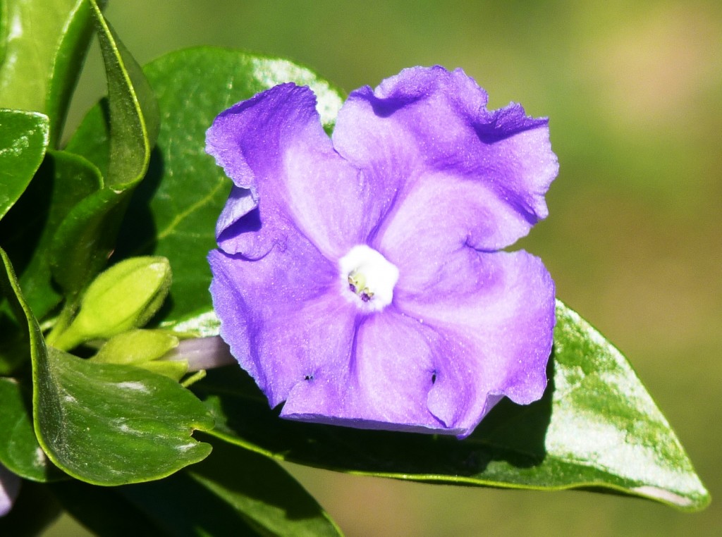 Foto de La Paz (Entre Ríos), Argentina