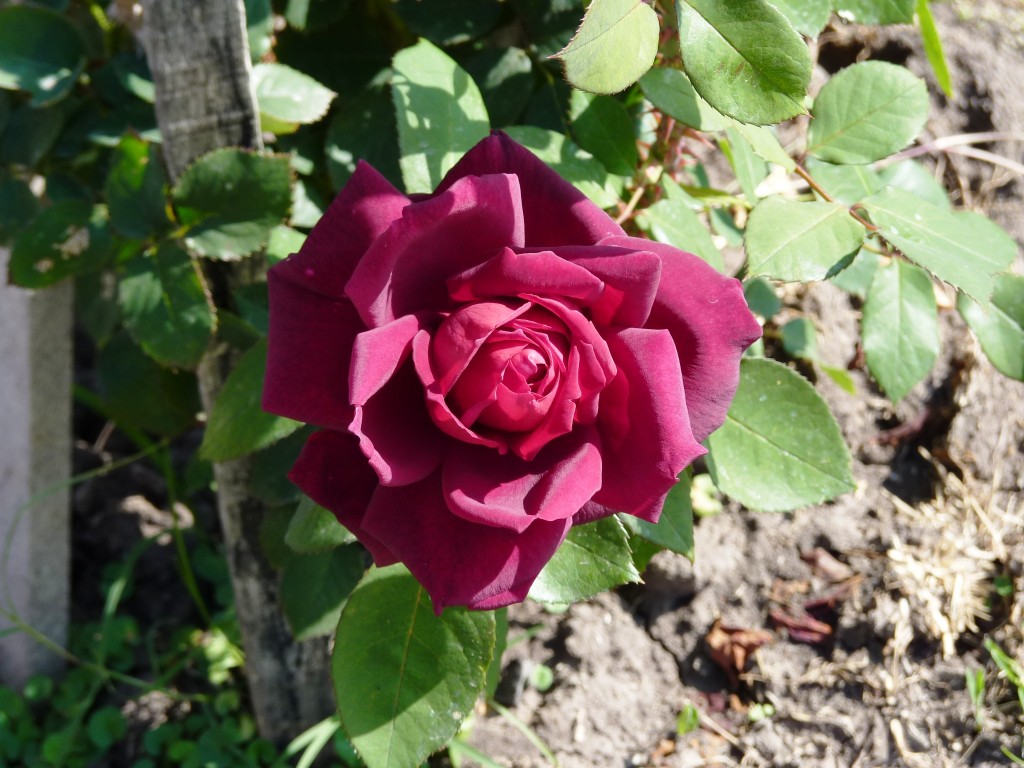 Foto de La Paz (Entre Ríos), Argentina