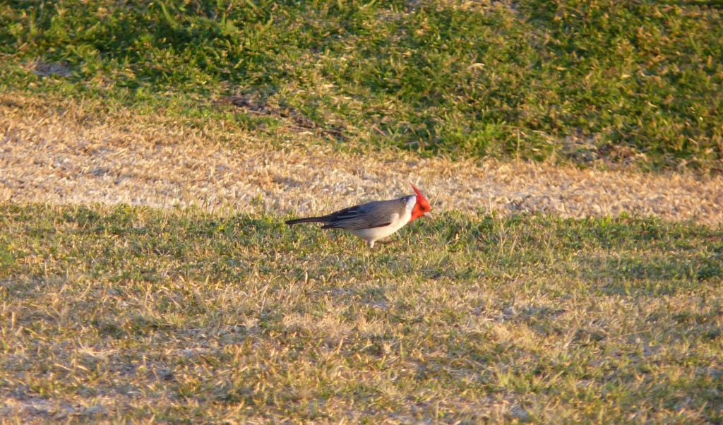 Foto: Cardenal - La Paz (Entre Ríos), Argentina