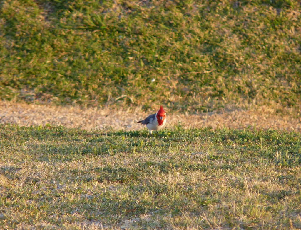 Foto: Cardenal - La Paz (Entre Ríos), Argentina