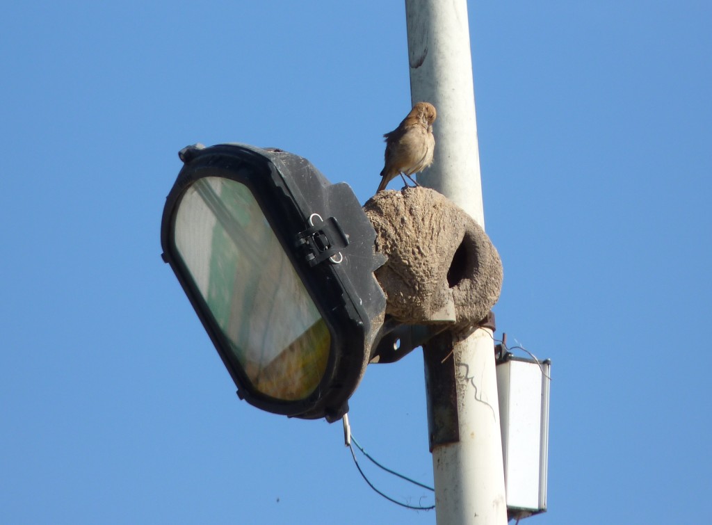 Foto: Costanera - Paraná (Entre Ríos), Argentina