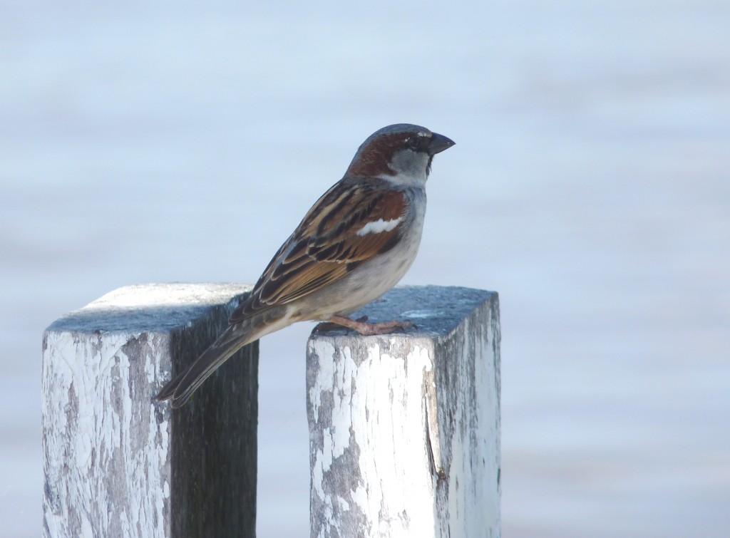 Foto: Costanera - Paraná (Entre Ríos), Argentina