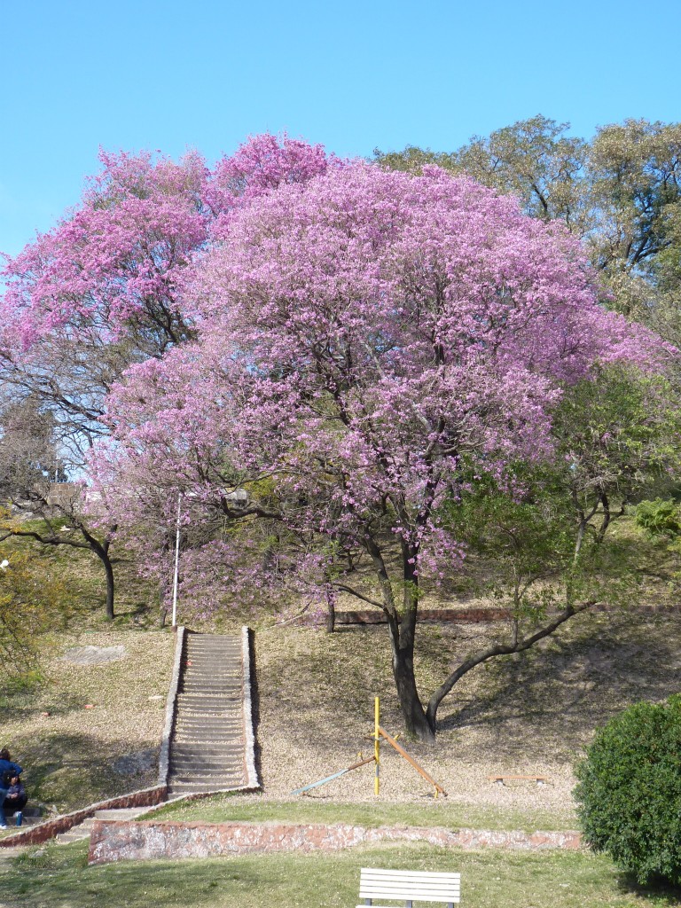 Foto: Costanera - Paraná (Entre Ríos), Argentina