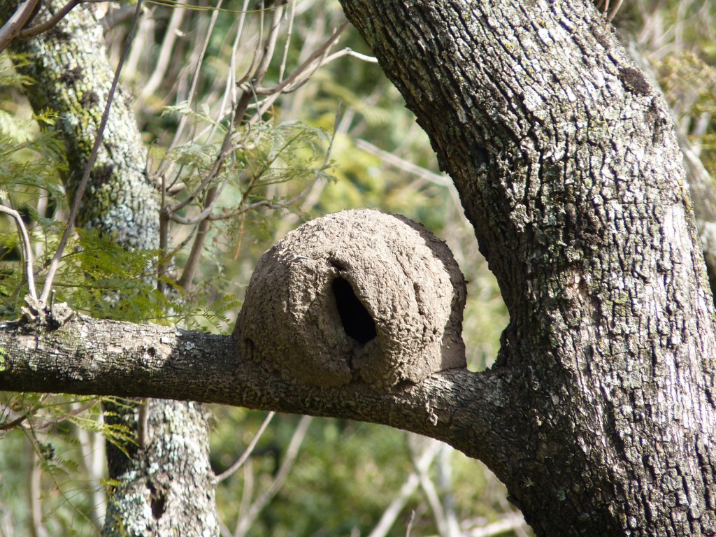 Foto: Parque Urquiza - Paraná (Entre Ríos), Argentina