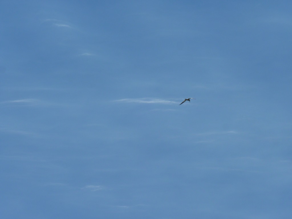 Foto de La Paz (Entre Ríos), Argentina