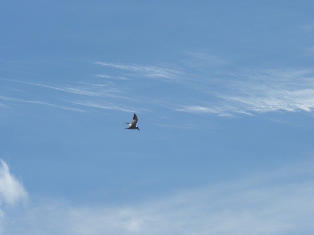 Foto: Puerto - La Paz (Entre Ríos), Argentina