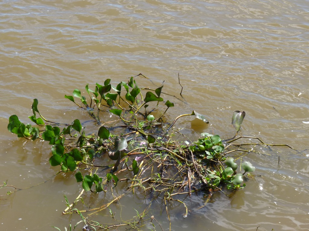 Foto: Camalote - La Paz (Entre Ríos), Argentina