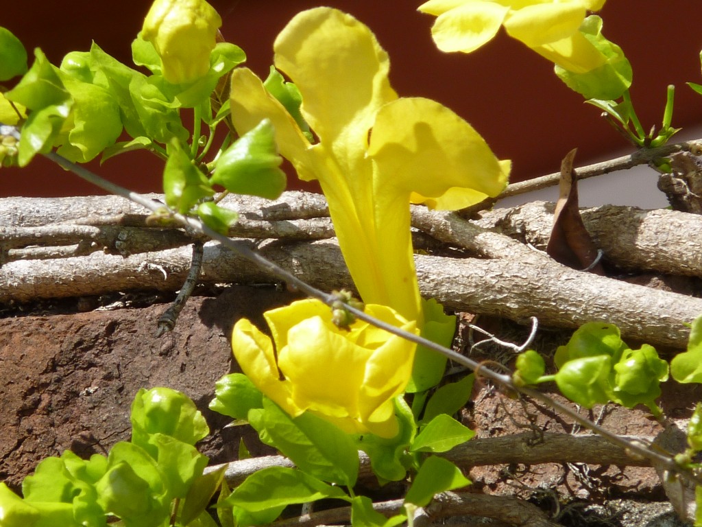Foto: Paseo costanero - La Paz (Entre Ríos), Argentina