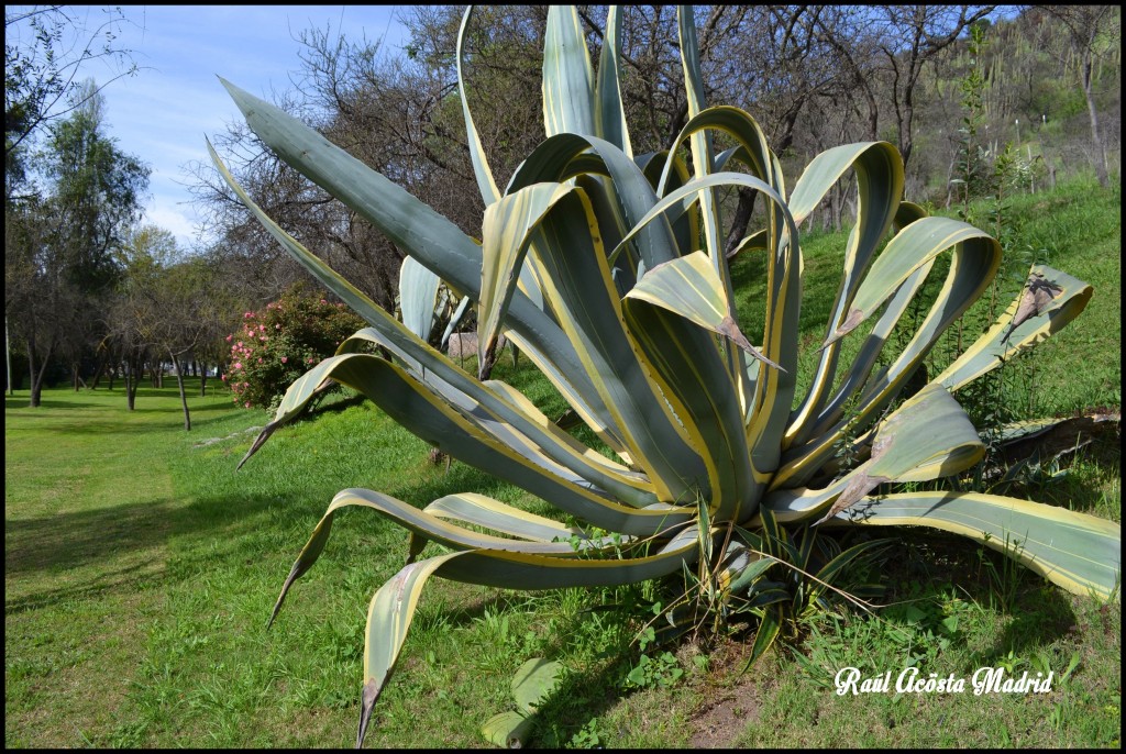 Foto de Coinco (Libertador General Bernardo OʼHiggins), Chile