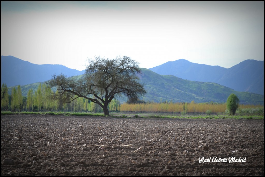 Foto de Coinco (Libertador General Bernardo OʼHiggins), Chile