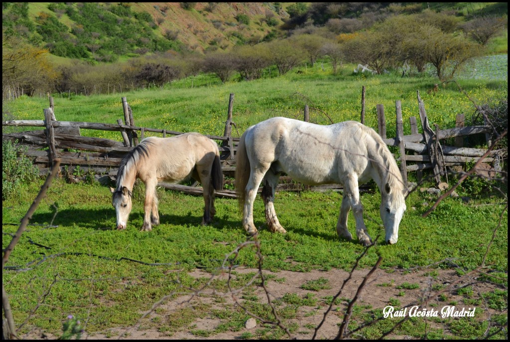 Foto de Coinco (Libertador General Bernardo OʼHiggins), Chile