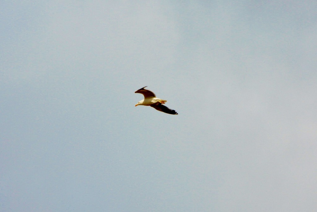 Foto: Vistas desde el castillo - Castelsardo (Sardinia), Italia