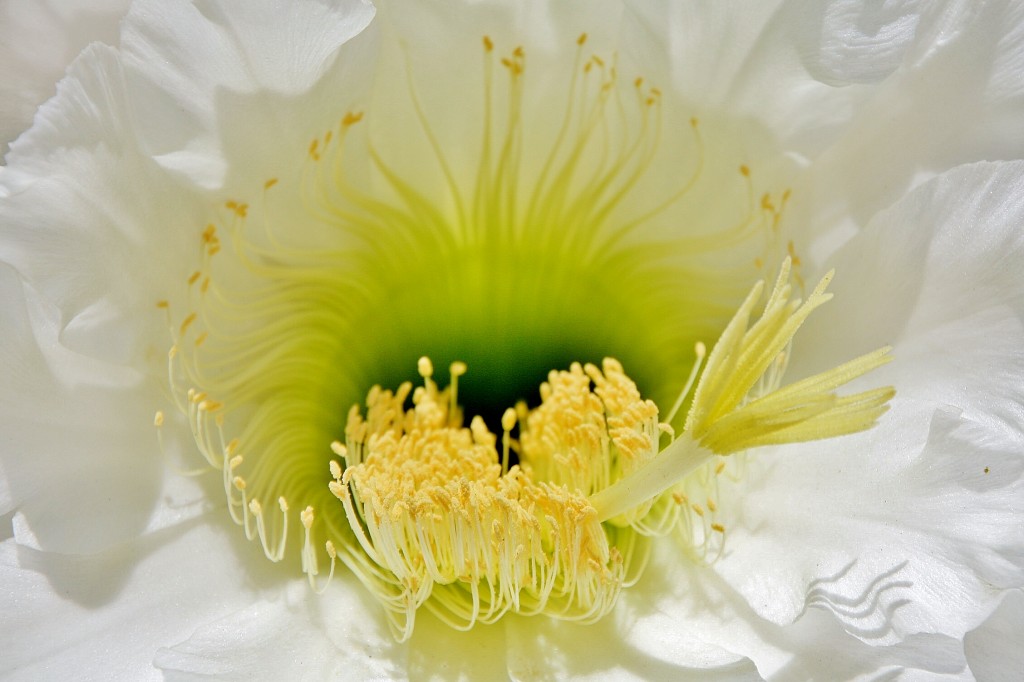 Foto: Flor - Aggius (Sardinia), Italia