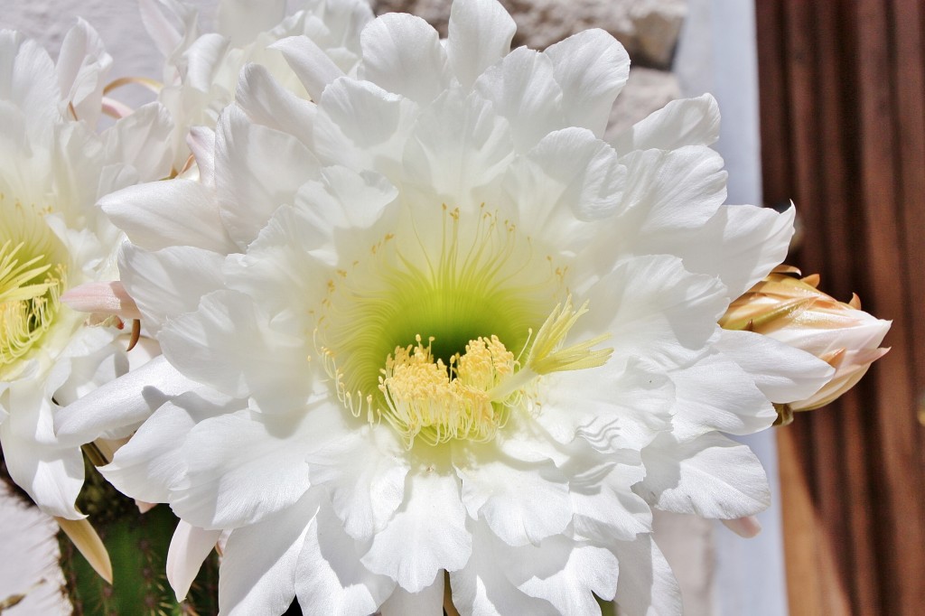 Foto: Flor - Aggius (Sardinia), Italia