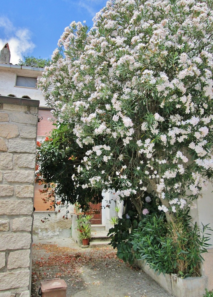 Foto: Centro histórico - Aggius (Sardinia), Italia