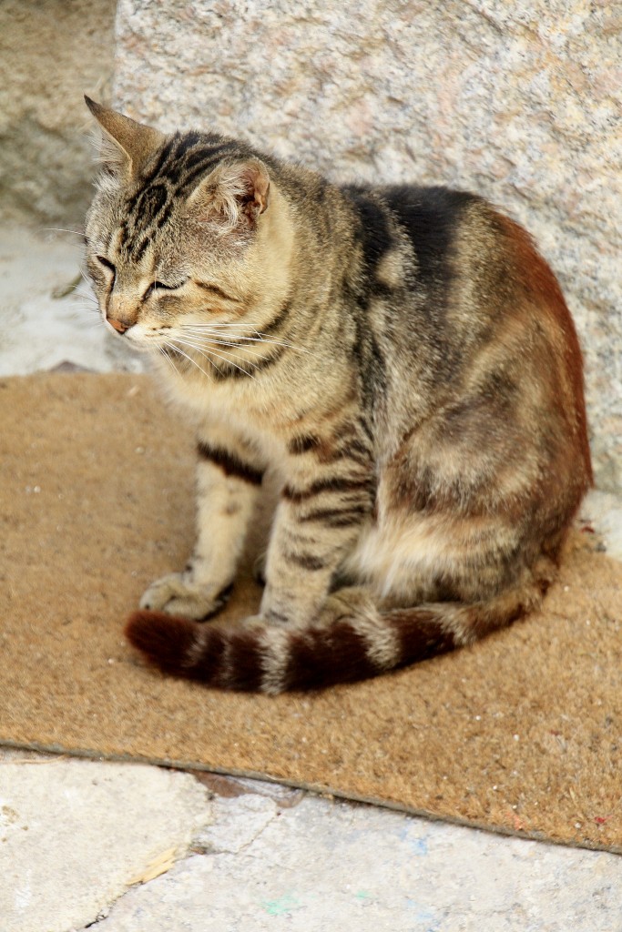 Foto: Gatito - Tempio Pausania (Sardinia), Italia