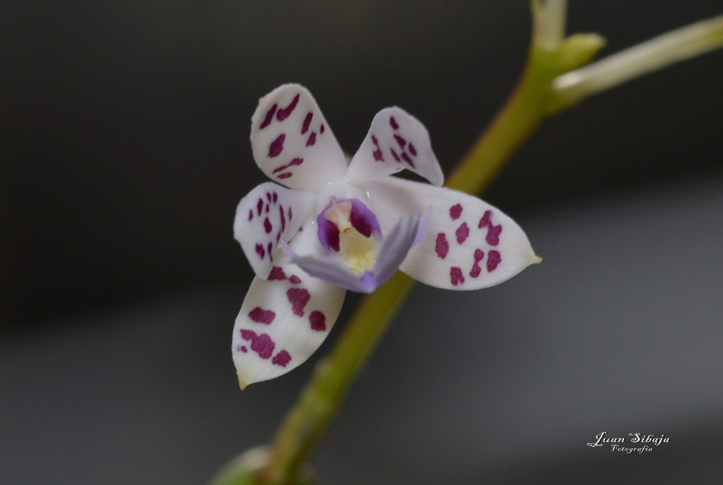 Foto de Alajuela, Costa Rica