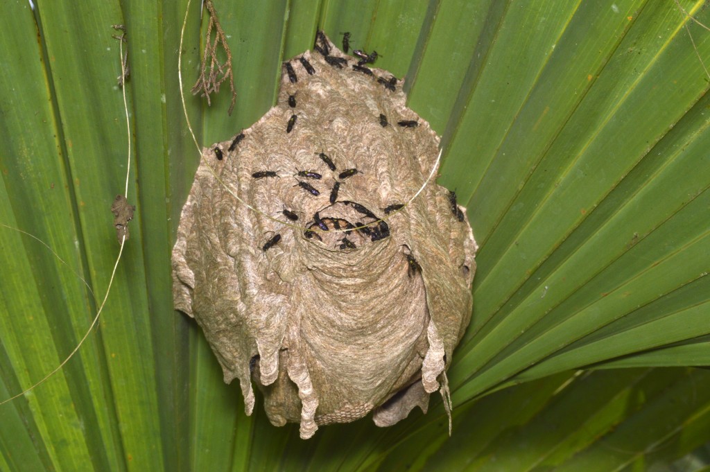 Foto de Alajuela, Costa Rica