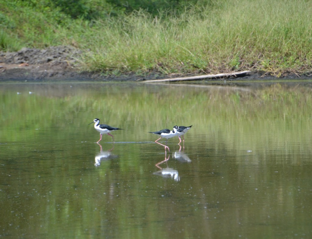 Foto de Alajuela, Costa Rica