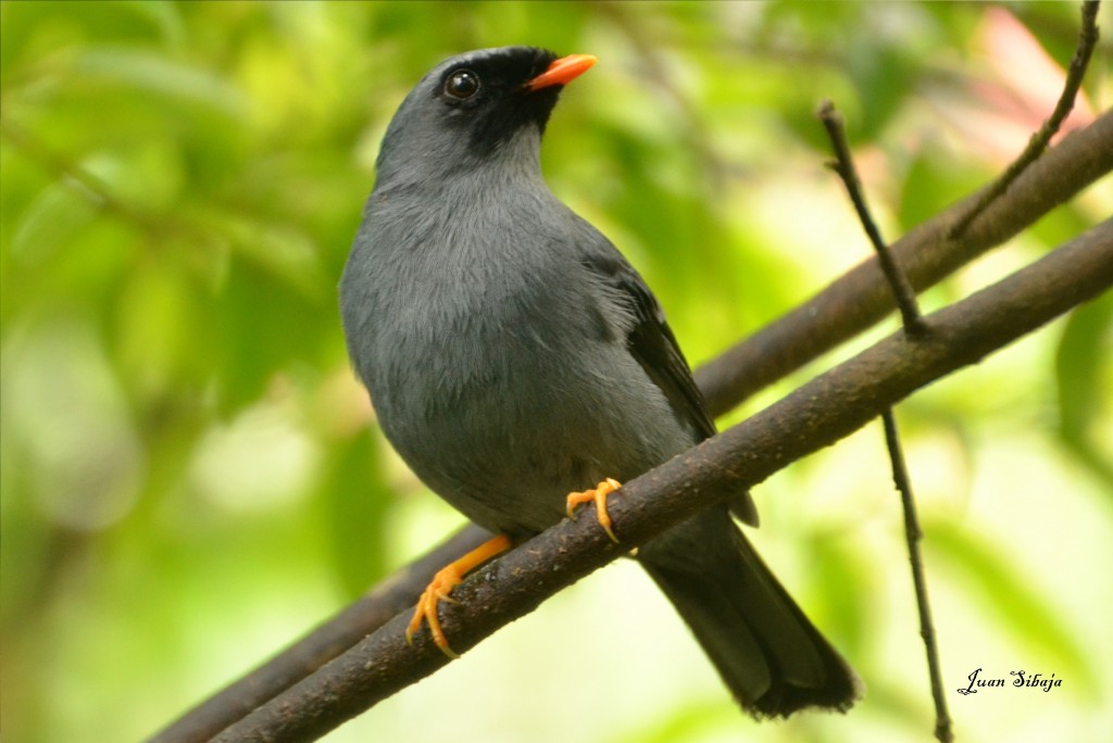 Foto de Alajuela, Costa Rica
