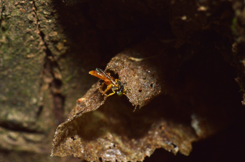 Foto de Alajuela, Costa Rica