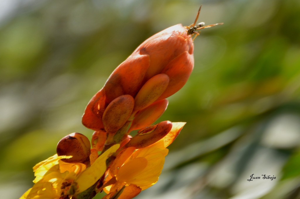 Foto de Alajuela, Costa Rica