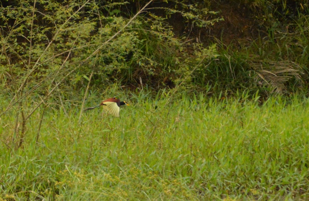 Foto de Alajuela, Costa Rica