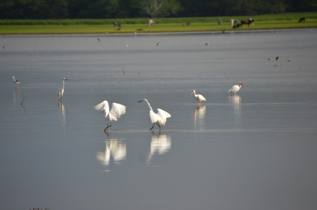 Foto de Alajuela, Costa Rica