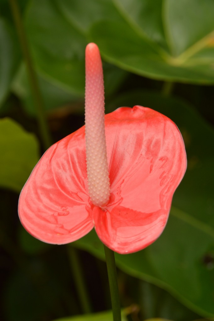 Foto de Alajuela, Costa Rica