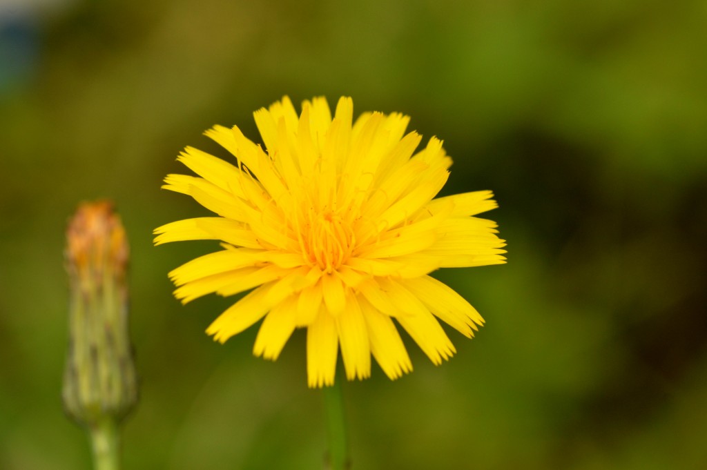 Foto de Alajuela, Costa Rica