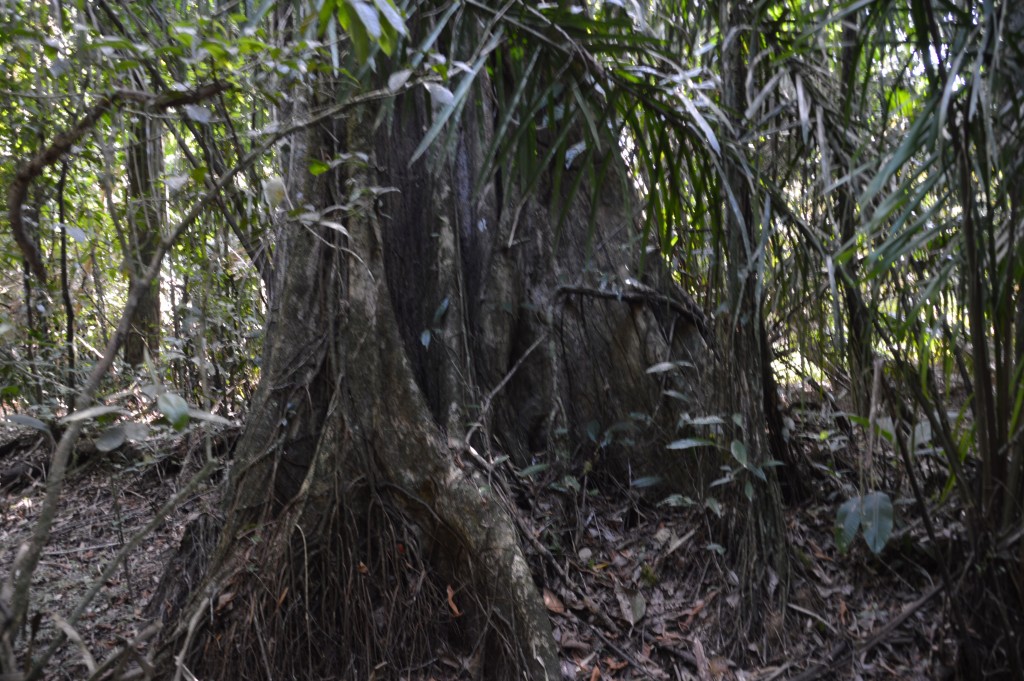 Foto de Caño Negro (Alajuela), Costa Rica