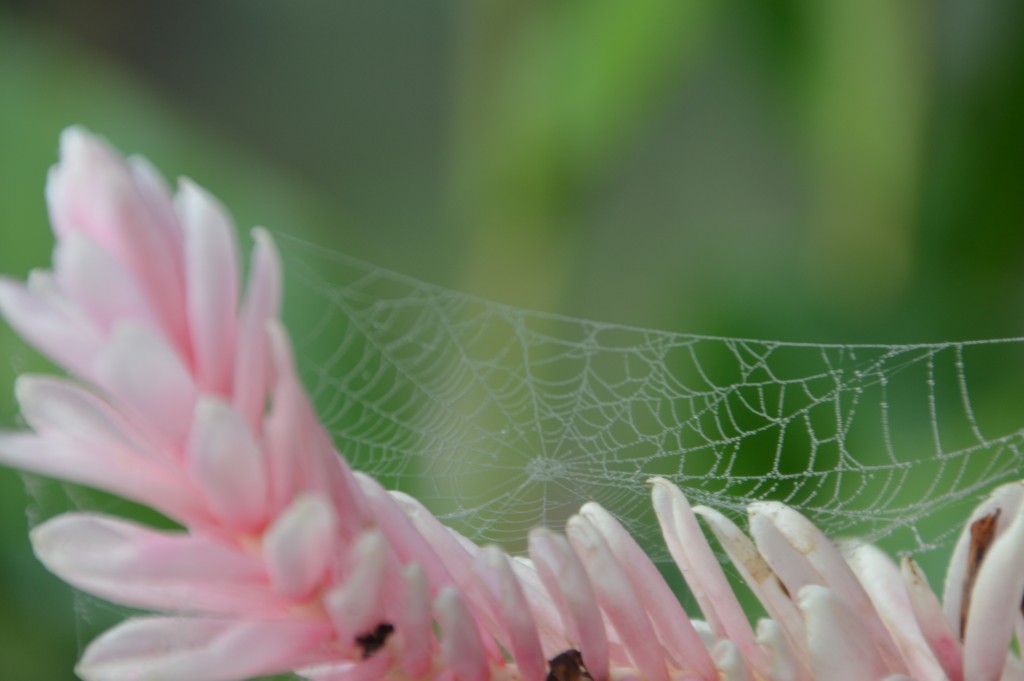 Foto de Caño Negro (Alajuela), Costa Rica