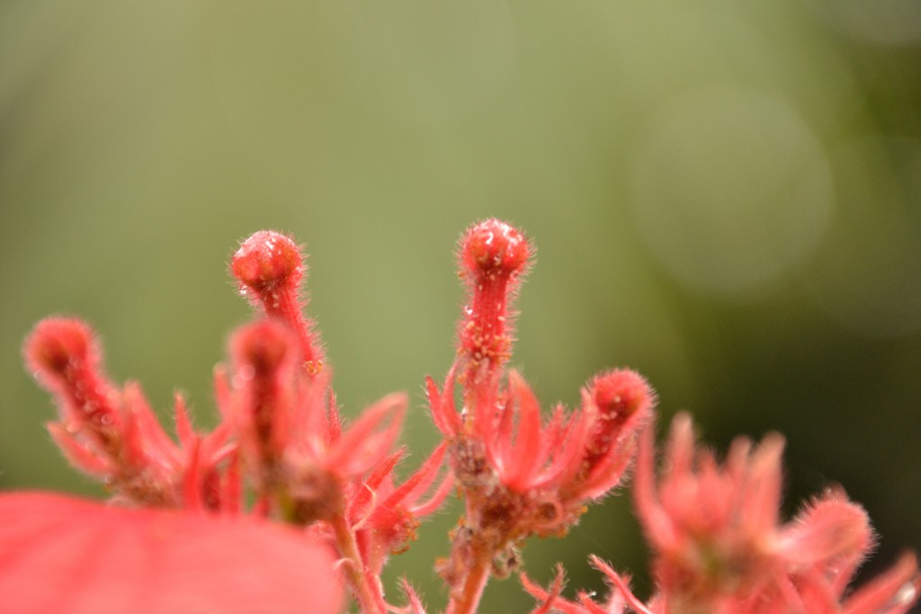 Foto de Caño Negro (Alajuela), Costa Rica