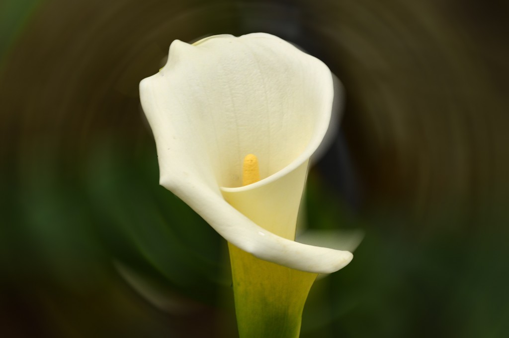 Foto de Caño Negro (Alajuela), Costa Rica