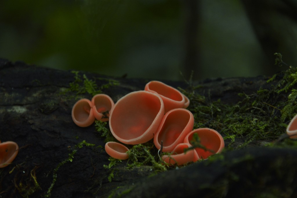 Foto de Caño Negro (Alajuela), Costa Rica