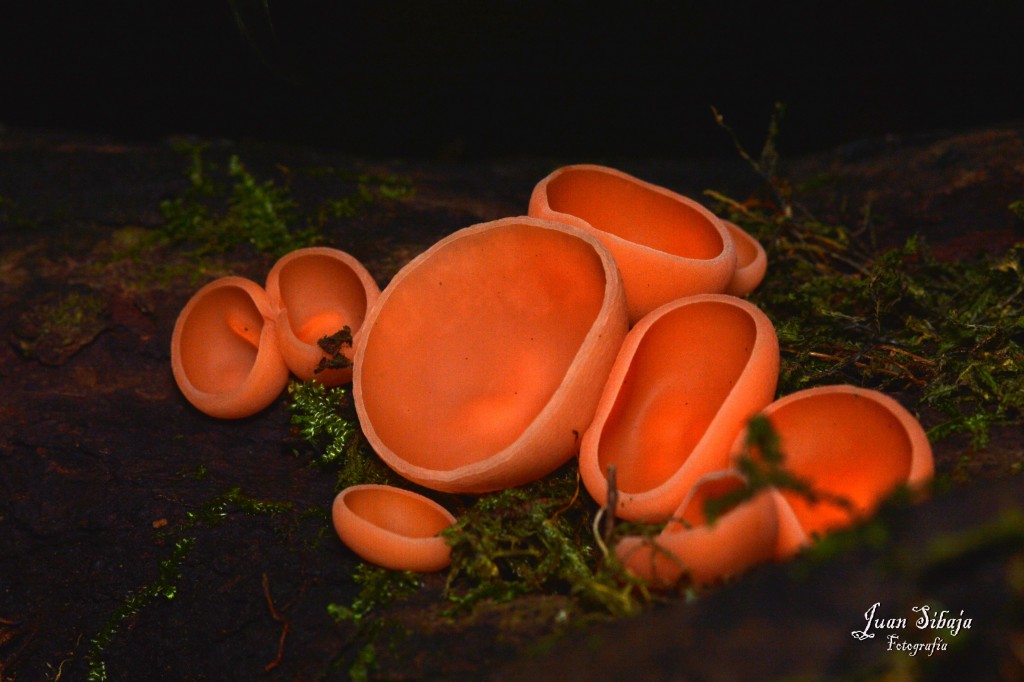 Foto de Caño Negro (Alajuela), Costa Rica