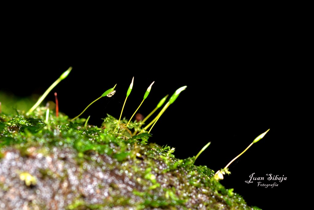 Foto de Caño Negro (Alajuela), Costa Rica
