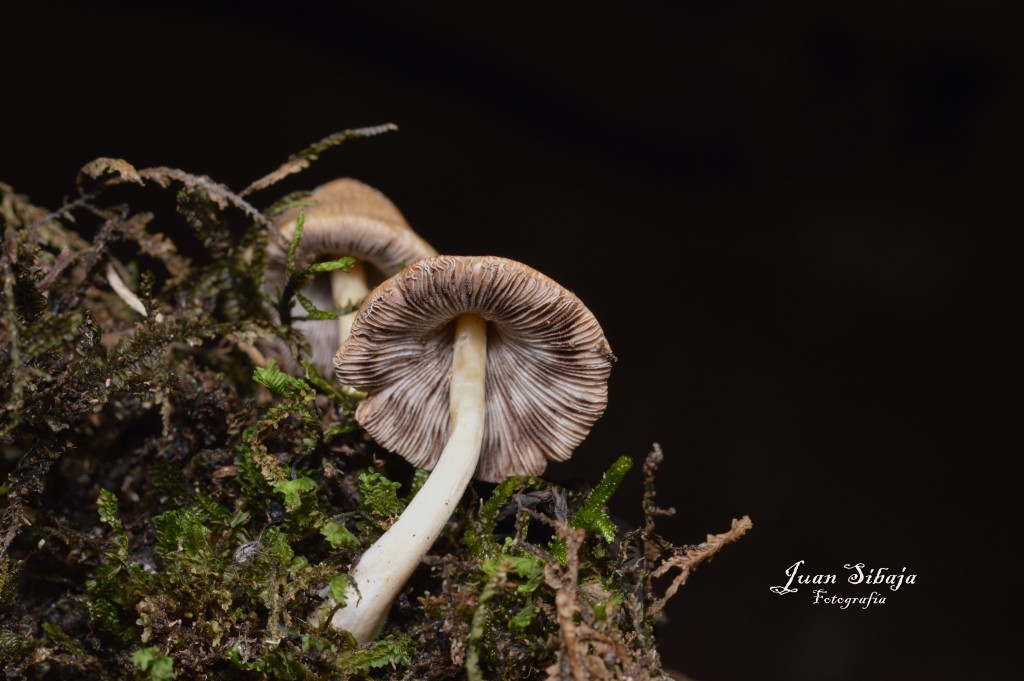 Foto de Caño Negro (Alajuela), Costa Rica