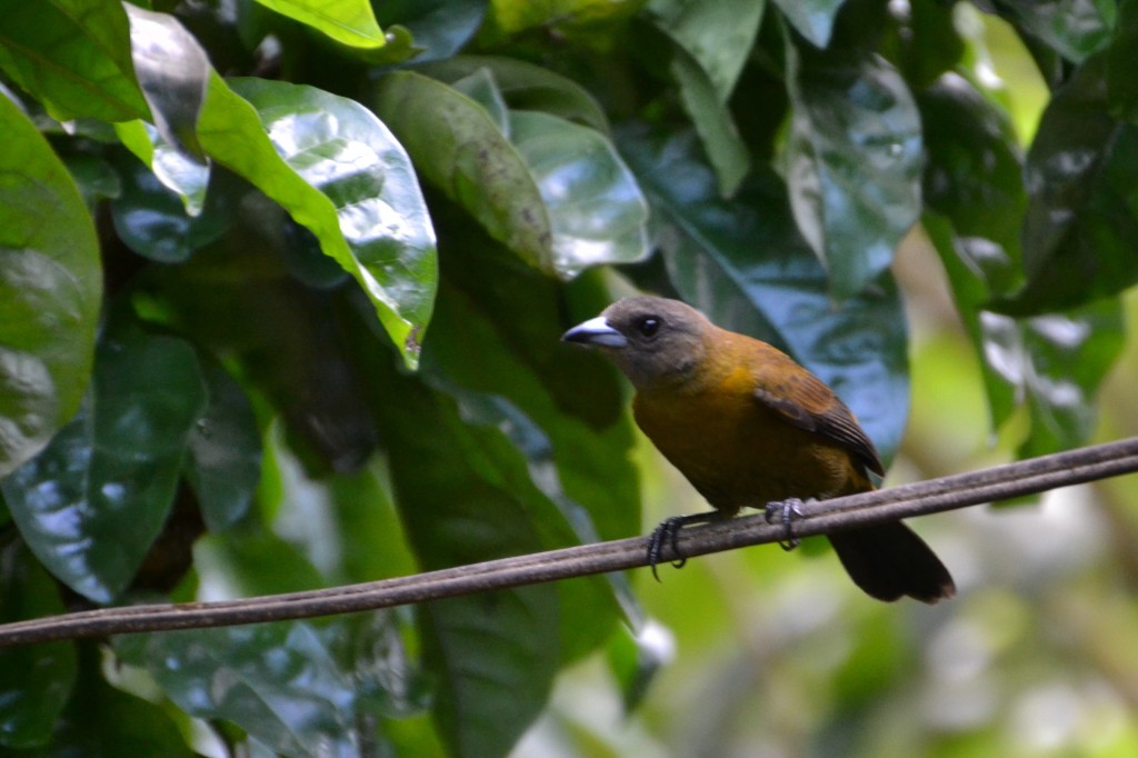 Foto de Caño Negro (Alajuela), Costa Rica