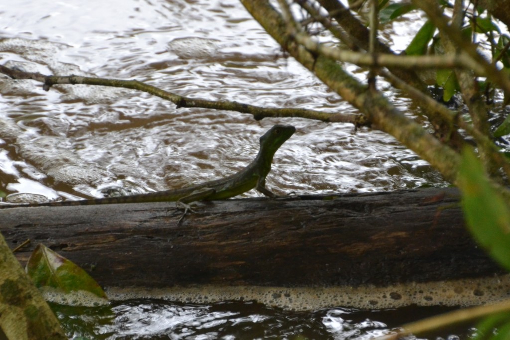 Foto de Caño Negro (Alajuela), Costa Rica