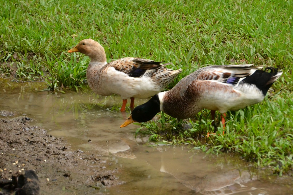 Foto de Caño Negro (Alajuela), Costa Rica