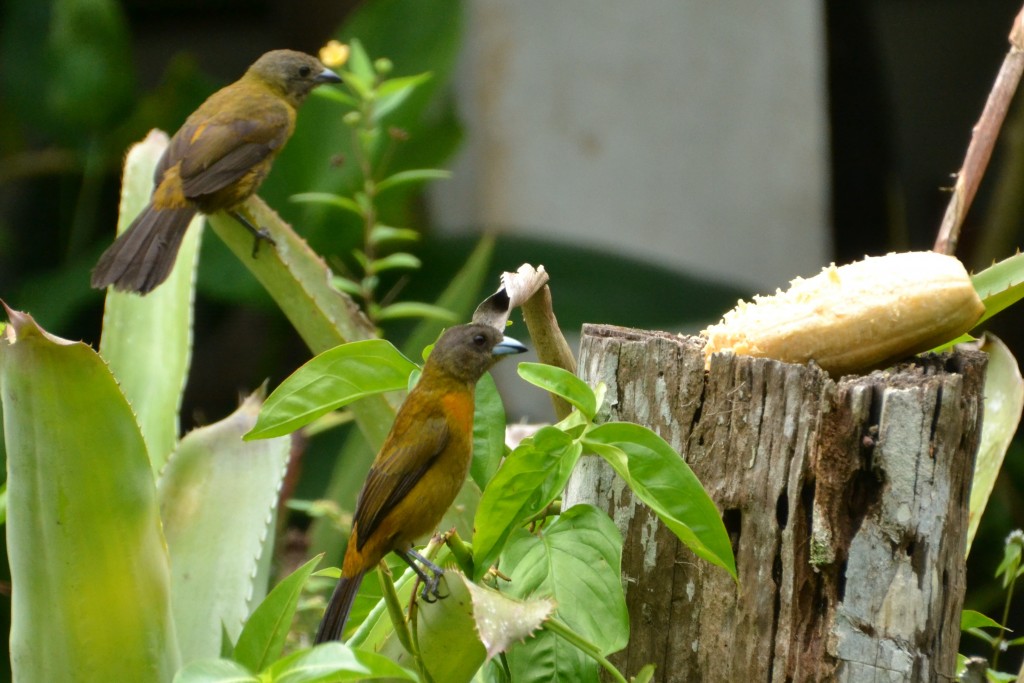 Foto de Caño Negro (Alajuela), Costa Rica