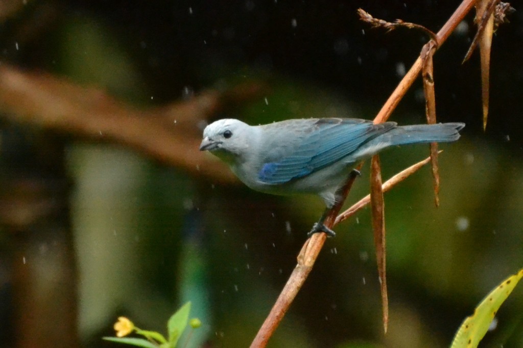 Foto de Caño Negro (Alajuela), Costa Rica