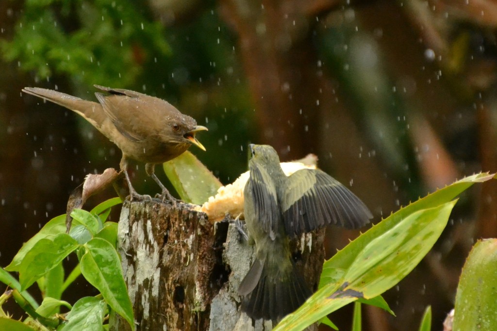 Foto de Caño Negro (Alajuela), Costa Rica